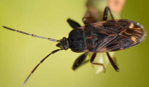 Réf. 252 997 : Eremocoris podagricus